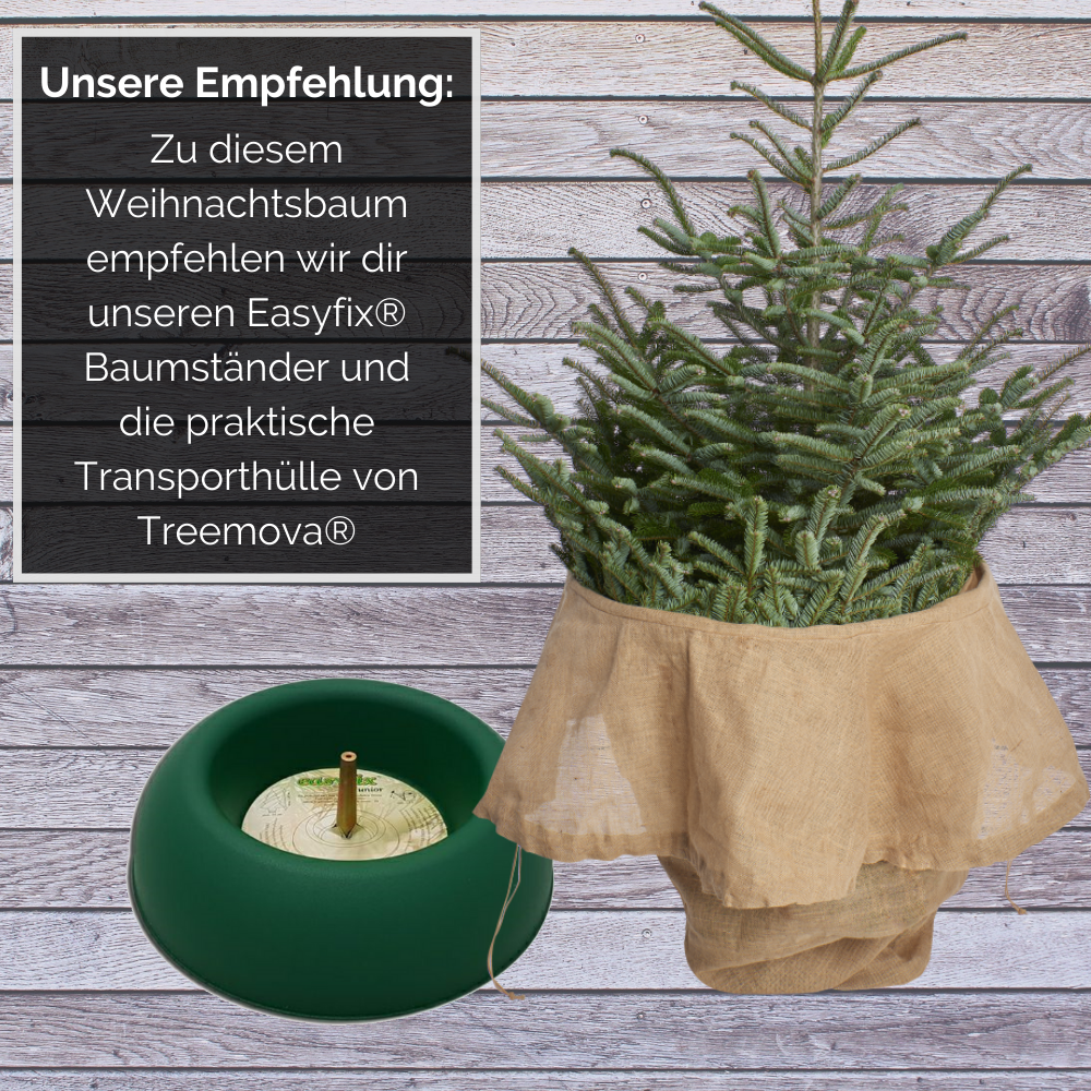 buy-the-worlds-best-weihnachtsbaum-nordmanntanne-l-150-175-cm-online-sale_3.png